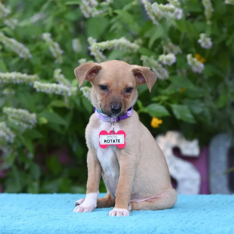 A baby small-sized female Yellow / Tan / Blond / Fawn Labrador Retriever dog named Rotate for adoption in Wake Forest, NC