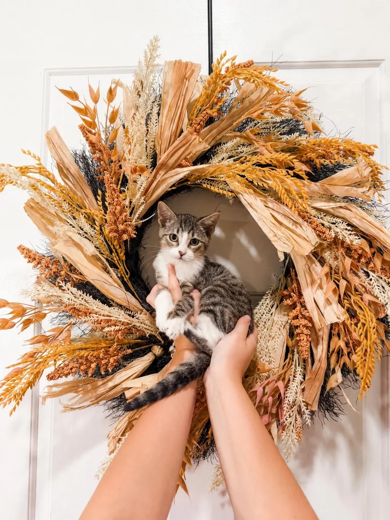 A baby large-sized male Tabby cat named Totoro for adoption in Goodyear, AZ