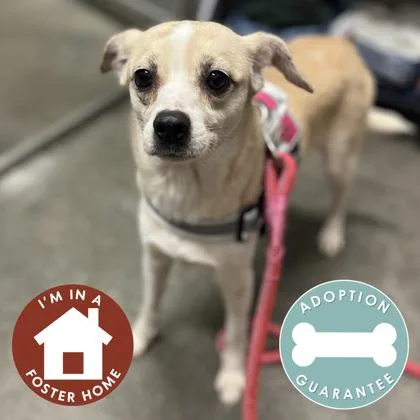 A young small-sized female Mixed Breed dog named Piglet for adoption in Janesville, WI