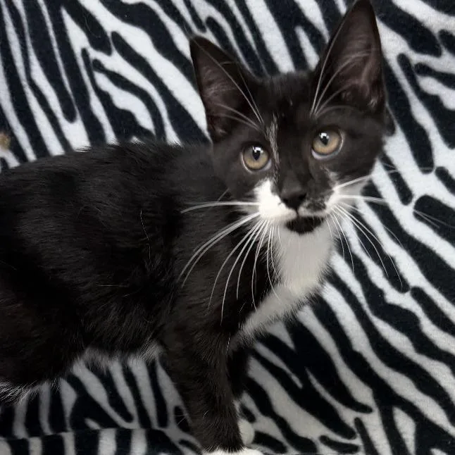 A baby small-sized female Domestic Short Hair cat named Spirit for adoption in New Tazewell, TN