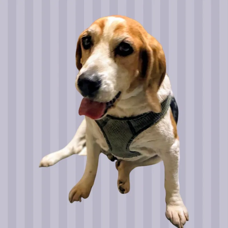 A senior medium-sized male Brown / Chocolate Beagle dog named Walter for adoption in Danville, KY