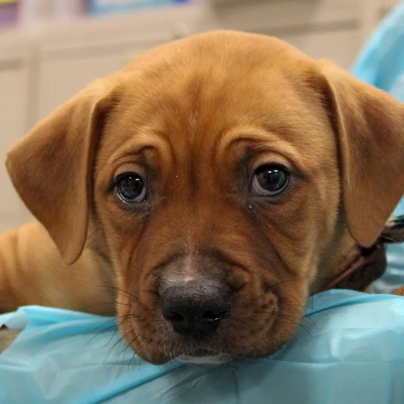 A baby medium-sized male Brown / Chocolate Mastiff dog named Cannoli for adoption in South Elgin, IL