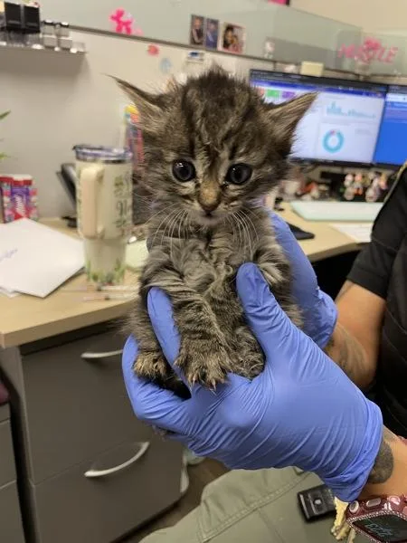 A baby medium-sized female American Shorthair cat named Sassy for adoption in Victorville, CA