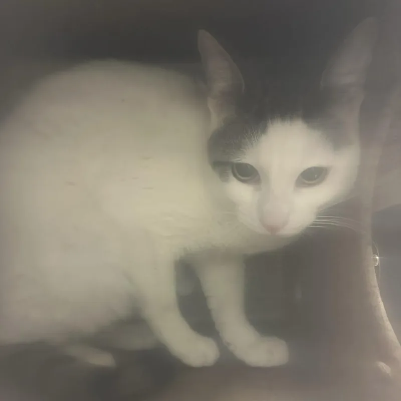 An adult medium-sized male White Domestic Short Hair cat named Working Cat Lobo for adoption in Tacoma, WA