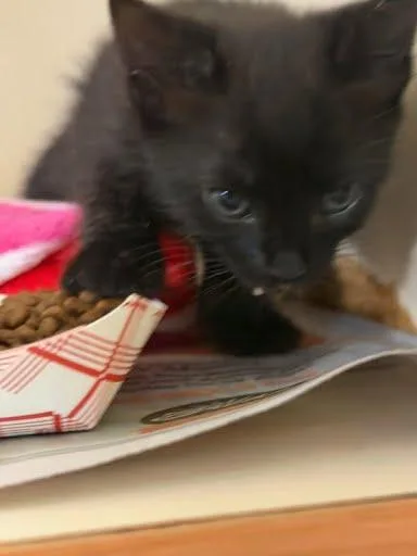A baby small-sized female Domestic Short Hair cat named Rigatoni for adoption in Chamblee, GA