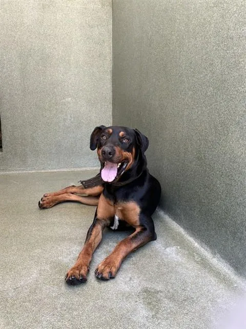 A young large-sized male Rottweiler dog named Pele for adoption in Castaic, CA