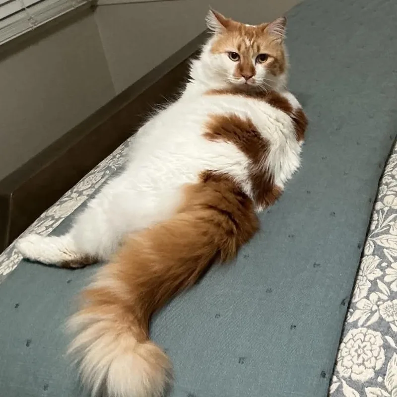 An adult large-sized male Orange / Red Domestic Long Hair cat named Gabriel for adoption in Tulsa, OK