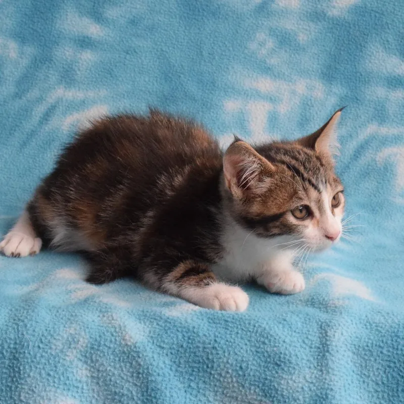 A baby small-sized female Calico Domestic Short Hair cat named Zucchini for adoption in Eureka, CA