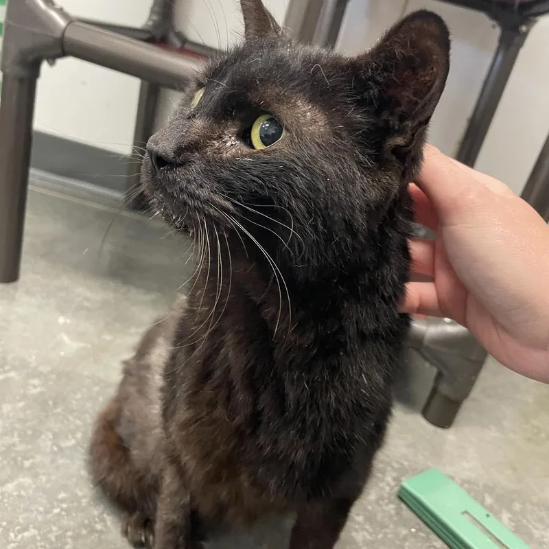 An adult large-sized male Black Domestic Short Hair cat named Legs for adoption in Dickinson, TX