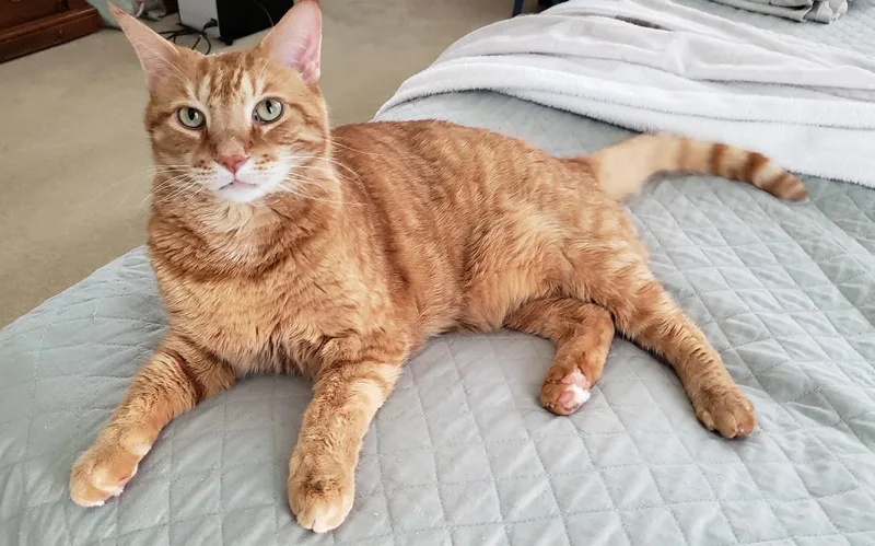 A senior medium-sized male Tabby (Orange / Red) Domestic Short Hair cat named Romeo for adoption in Boiling Springs, PA