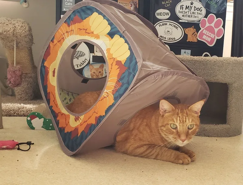 Romeo thumbnail 2