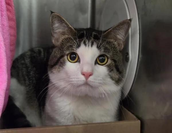 An adult large-sized male Domestic Short Hair cat named Chase for adoption in New York, NY
