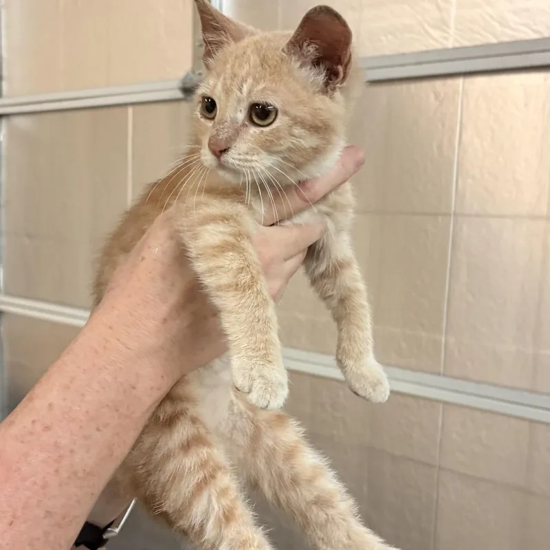 A baby small-sized male Buff / Tan / Fawn Domestic Short Hair cat named Gus for adoption in Houston, TX