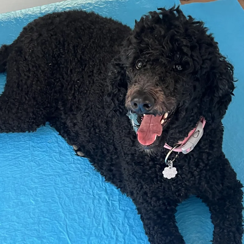 An adult large-sized female Standard Poodle dog named Cocoa: Calm And Sweet for adoption in Franklin, TN