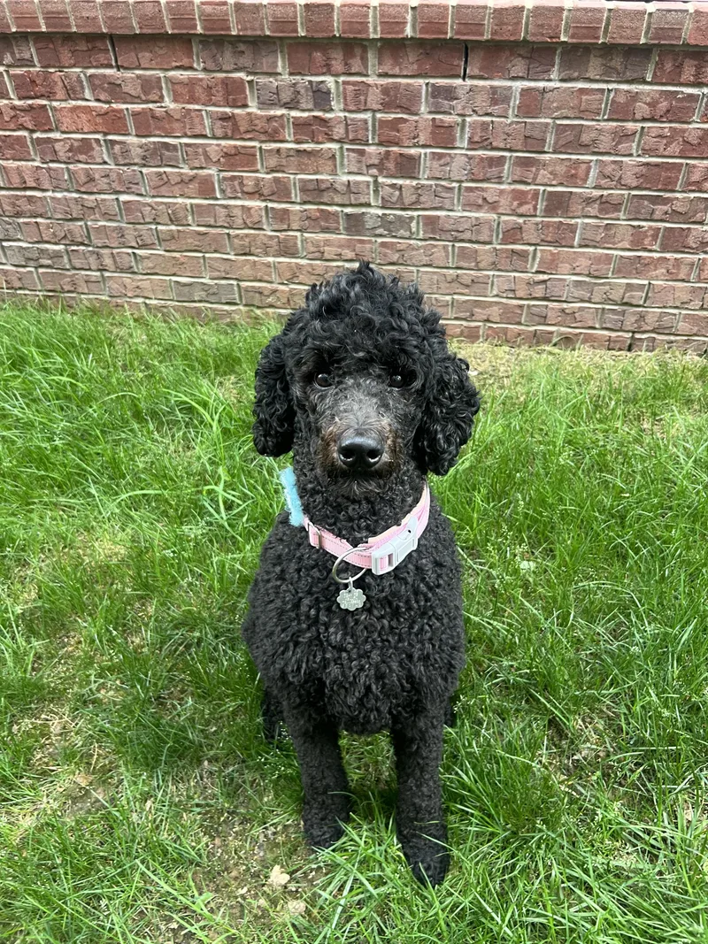 Cocoa: Calm And Sweet thumbnail 2