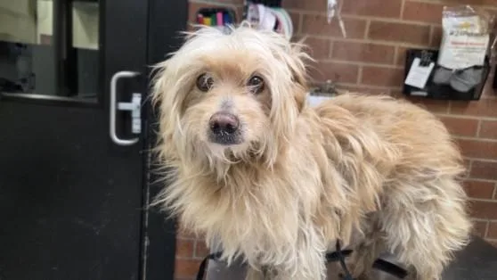 A senior medium-sized male Poodle dog named Ike for adoption in Los Angeles, CA