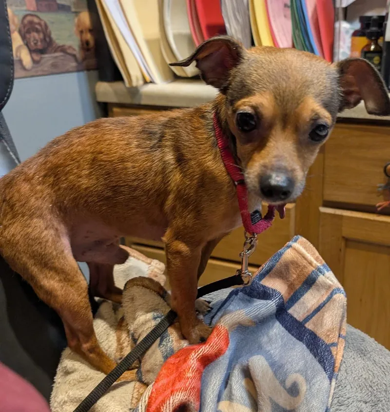 A young small-sized male Red / Chestnut / Orange Chihuahua dog named Little B for adoption in Watertown, CT
