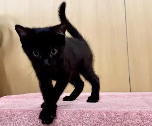 A baby small-sized female Domestic Short Hair cat named Gardenia for adoption in Saint Louis, MO