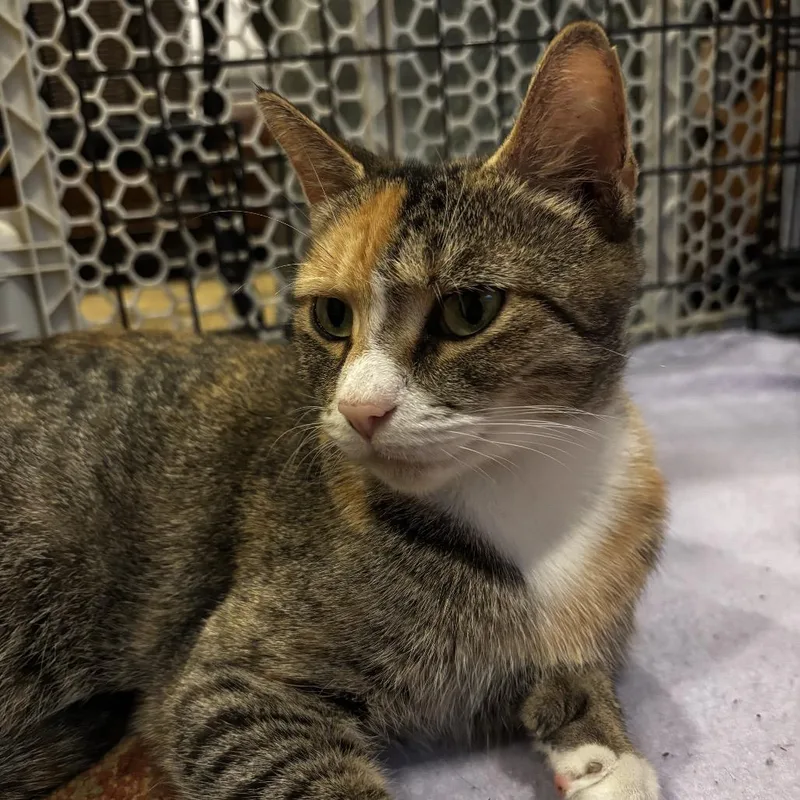 An adult small-sized female Tortoiseshell Domestic Short Hair cat named Bayway for adoption in Manalapan, NJ