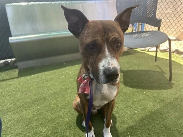 A young large-sized male Pit Bull Terrier dog named Churro for adoption in Phoenix, AZ