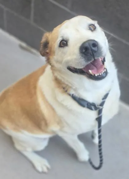 Butters