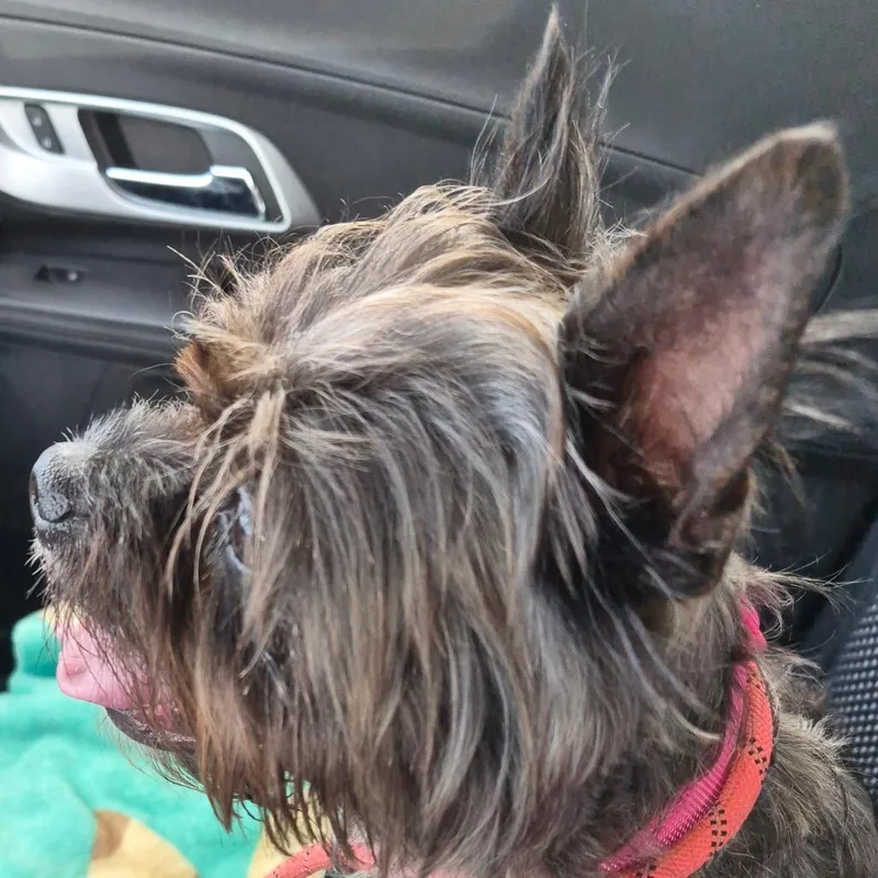 Piper