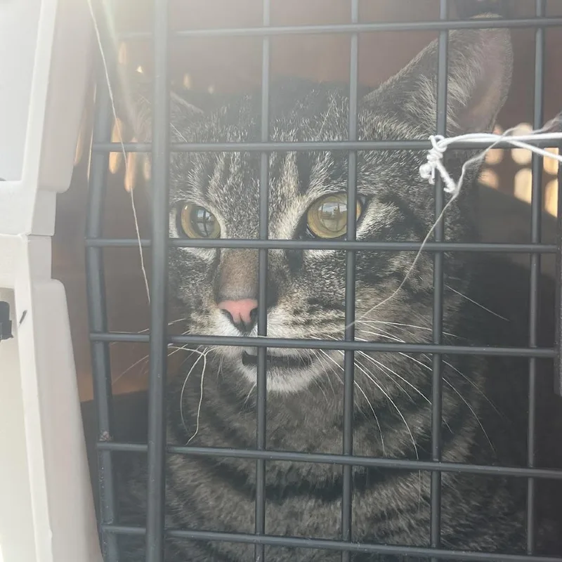 A young small-sized female Brown / Chocolate Domestic Short Hair cat named Loey for adoption in Brooklyn, NY