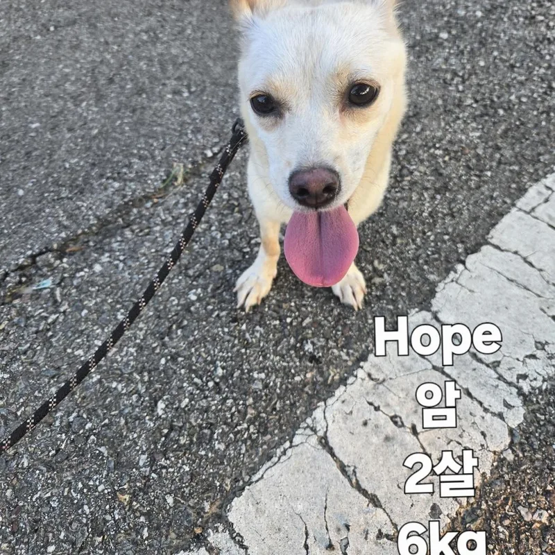 A young small-sized female White / Cream Terrier dog named Hope for adoption in Duluth, GA