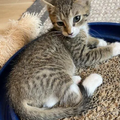 A baby small-sized female Tabby (Brown / Chocolate) Domestic Short Hair cat named Pepi for adoption in Tampa, FL