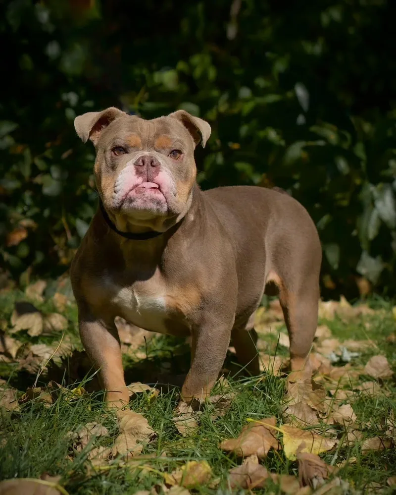 An adult medium-sized male Gray / Blue / Silver English Bulldog dog named Donkey Kong for adoption in Bridgeport, CT