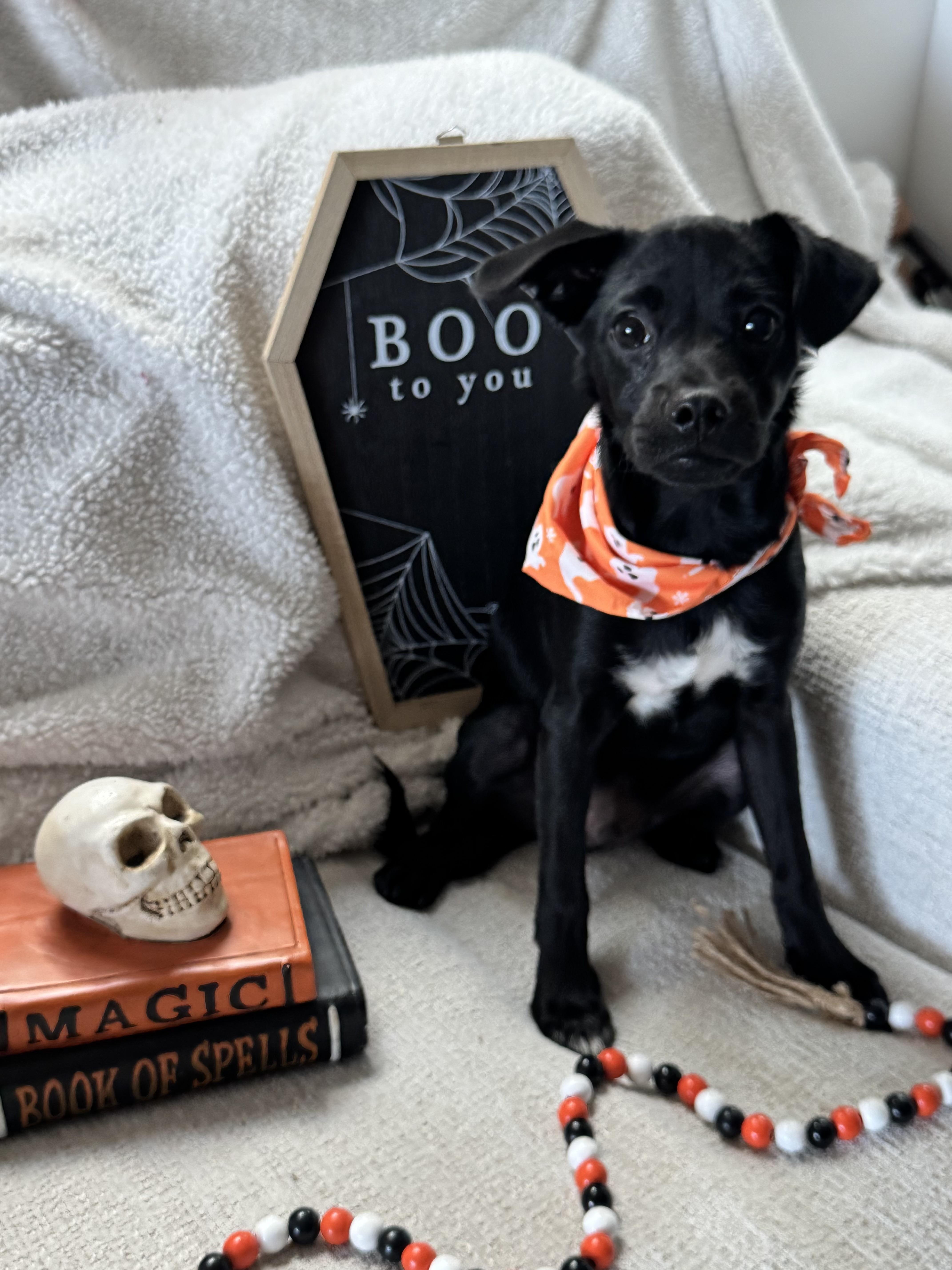 A baby small-sized male Chiweenie dog named Rye for adoption in San Diego, CA