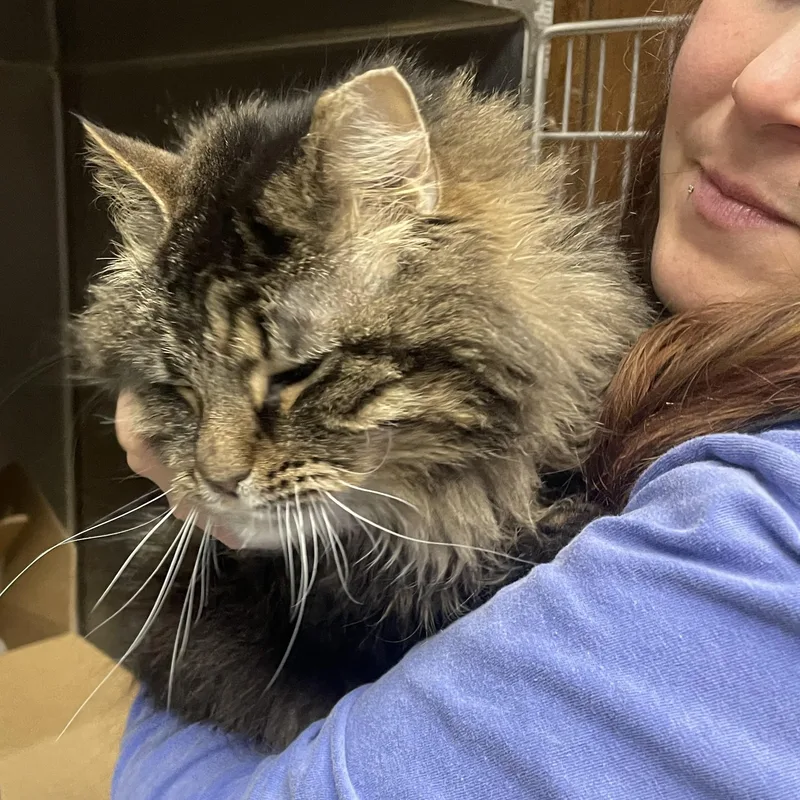 A senior medium-sized female Tabby (Brown / Chocolate) Domestic Long Hair cat named Olivia for adoption in Holly, MI