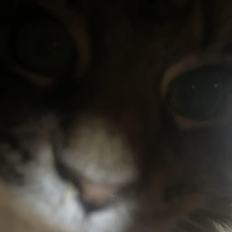 Olivia thumbnail 2