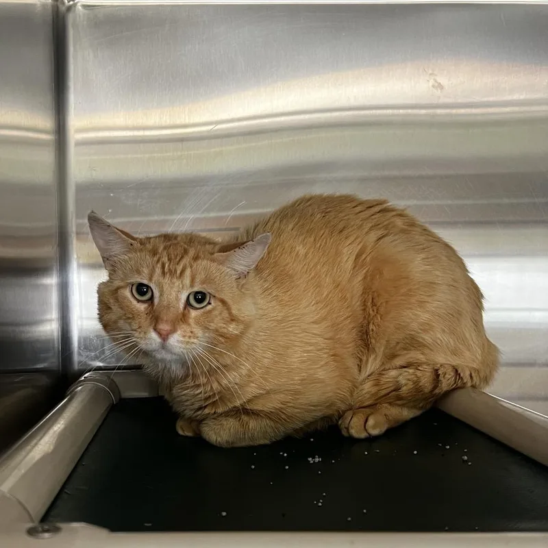 An adult small-sized male Cream / Ivory Domestic Short Hair cat named Waylon for adoption in Harrisville, WV
