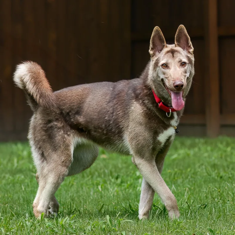 A young medium-sized female Husky dog named Genesis for adoption in Tomball, TX