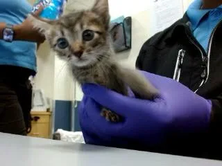 A baby small-sized male Domestic Short Hair cat named Jack for adoption in Miami, FL