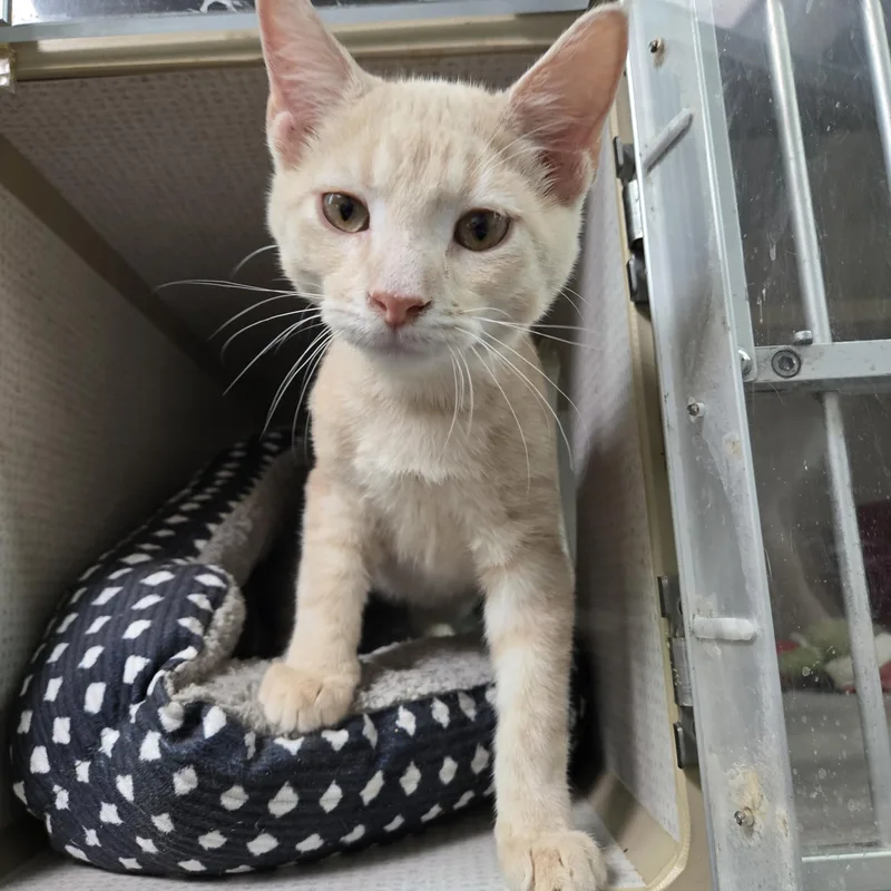 A young medium-sized male Domestic Short Hair cat named Riesling for adoption in Graham, TX