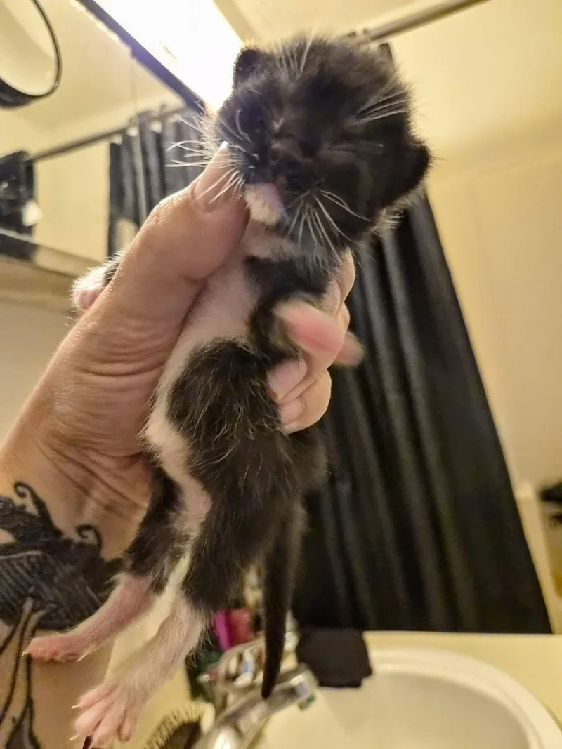 A baby small-sized male Black & White / Tuxedo Domestic Short Hair cat named Mary Beth for adoption in Waverly, IA