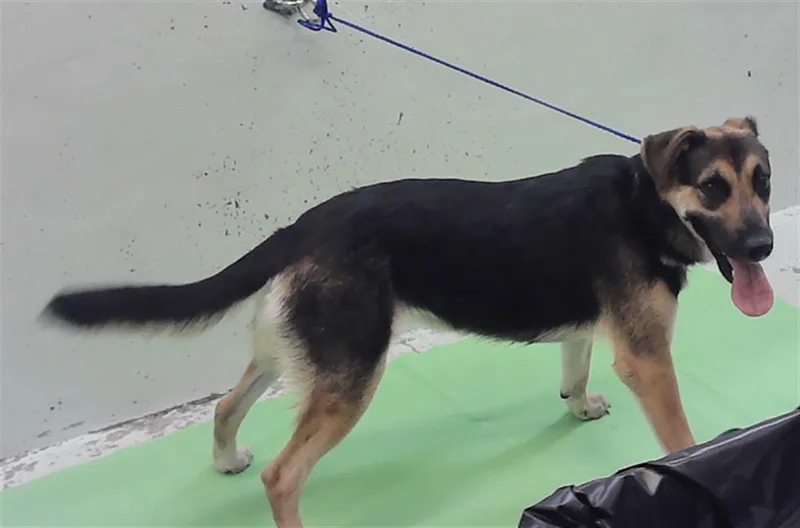 A young large-sized female German Shepherd Dog dog named Misty for adoption in Houston, TX