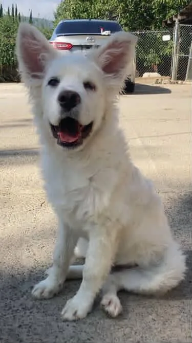 A young medium-sized female White / Cream Australian Shepherd dog named Lacey for adoption in San Bernardino, CA