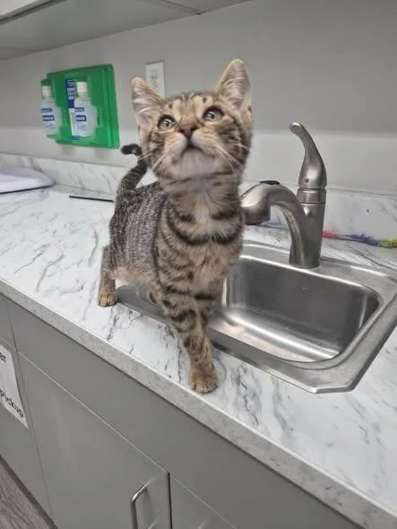 A young medium-sized female Tabby (Brown / Chocolate) Domestic Short Hair cat named Sprocket for adoption in Reading, PA