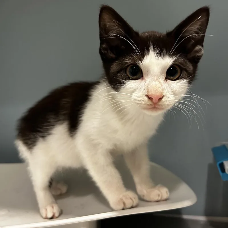 A baby small-sized female White Domestic Short Hair cat named Webkinz for adoption in Chattanooga, TN