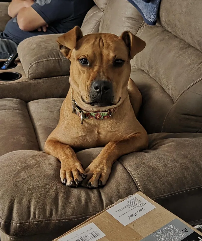 An adult medium-sized female Red / Chestnut / Orange Mixed Breed dog named Yumi for adoption in Gainesville, FL