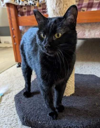 A young medium-sized female Domestic Short Hair cat named Jovie for adoption in Verona, WI