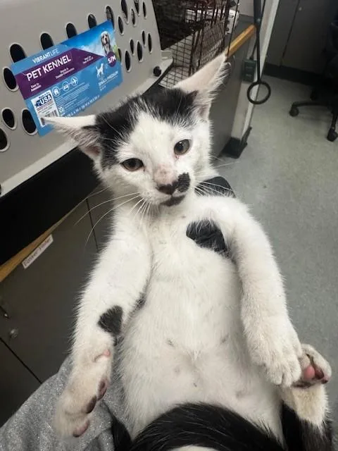 An adult small-sized male Domestic Short Hair cat named Alejandro for adoption in Van Nuys, CA
