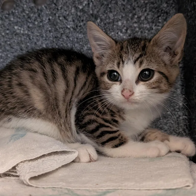 A baby small-sized male Gray / Blue / Silver Domestic Short Hair cat named Jasper for adoption in Birdsboro, PA