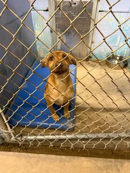 A baby small-sized female Mixed Breed dog named Sisterrosettathorpe for adoption in Covington, LA