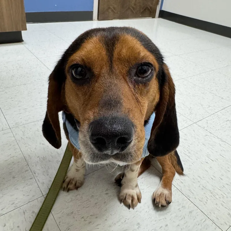 An adult medium-sized male Tricolor (Brown, Black, & White) Beagle dog named Hunter for adoption in Rock Hill, SC