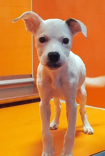 A young large-sized female Pit Bull Terrier dog named Beatrix for adoption in Kansas City, MO