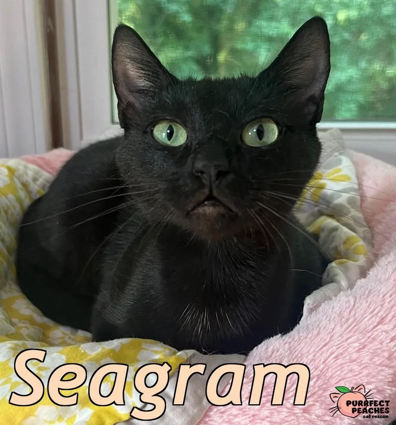 Seagram thumbnail 3